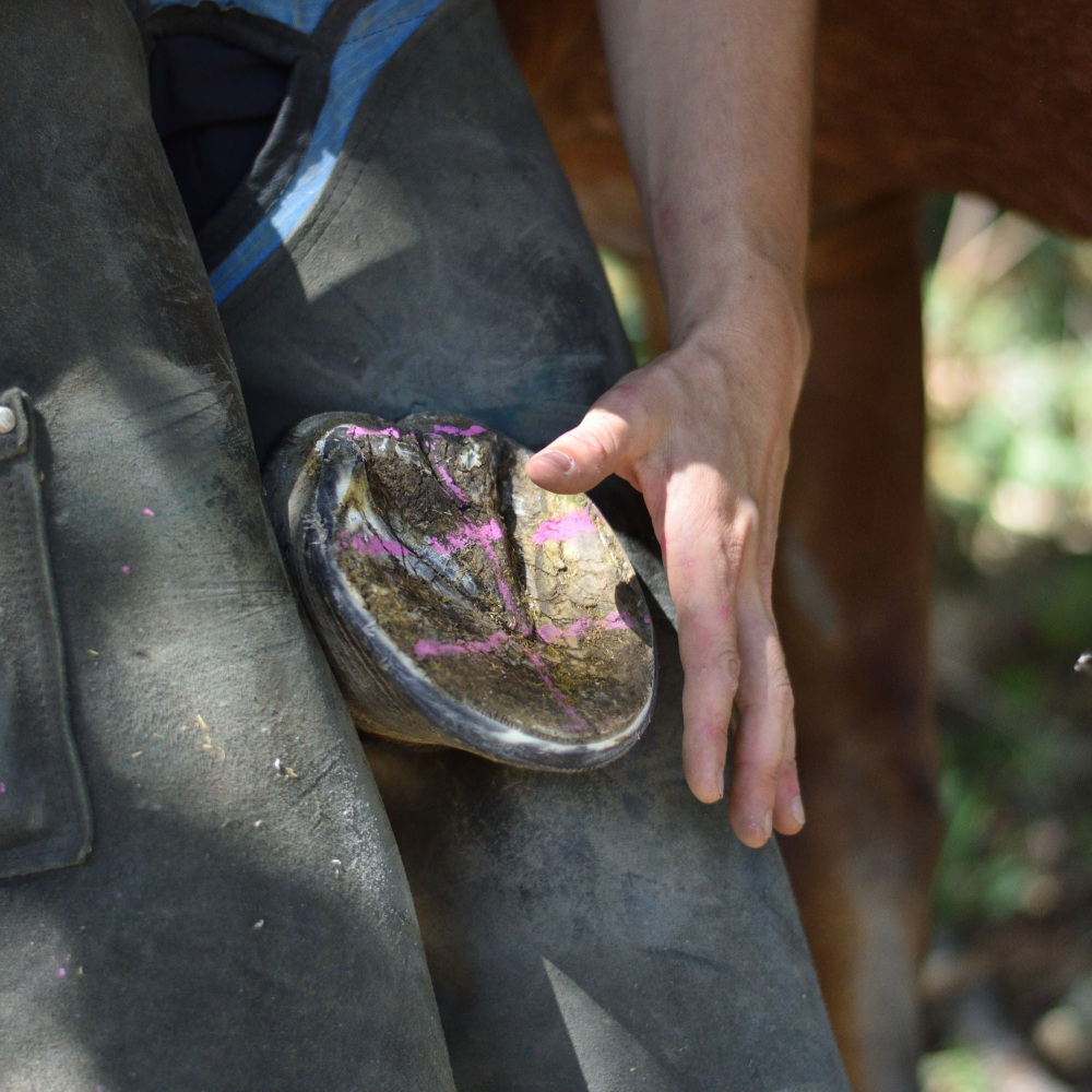 Pied nu, sabot d'un cheval